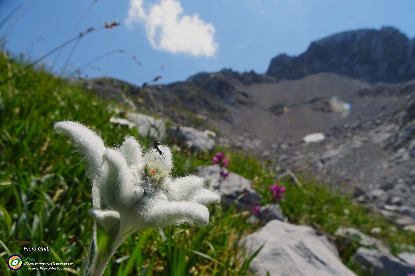 05 Leontopodium alpinum (Stella alpina) verso il Passo di Corna Piana con vista sui contrafforti nord Arera.JPG